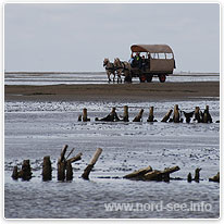 Mit der Kutsche durchs Wattenmeer kutsche, wattenmeer