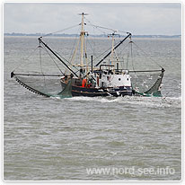 Krabbenfischer auf der Nordsee krabbenfischer, nordsee